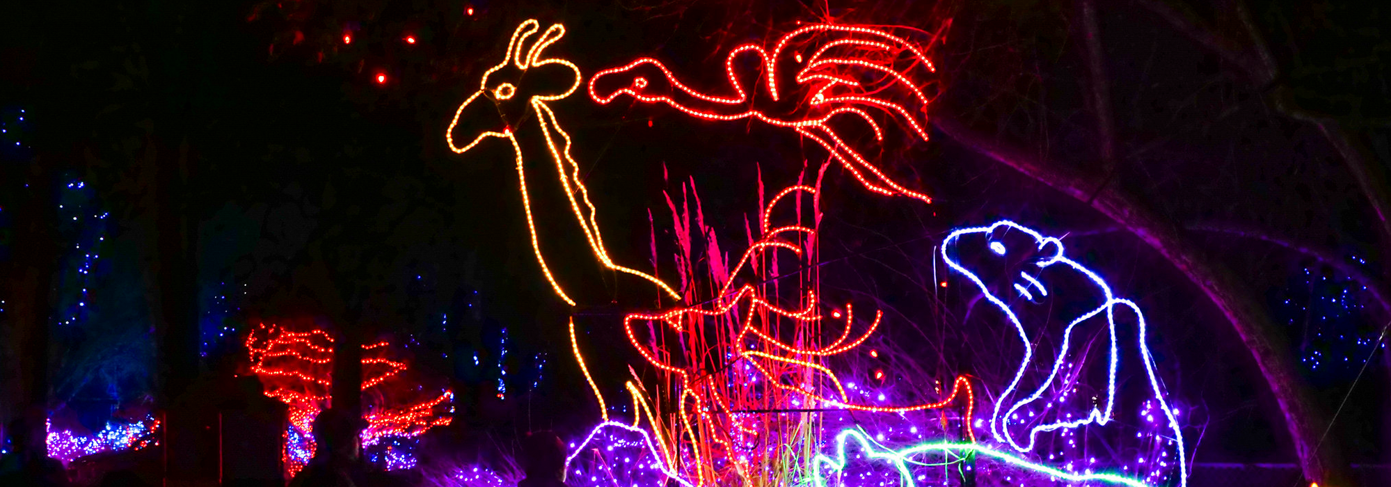 Zoo Lights 