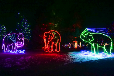 Zoo Lights elephants