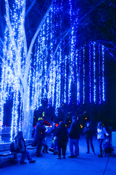 Zoo Lights trees