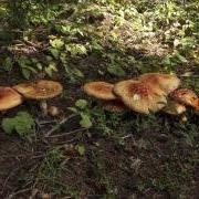 a strand of mushrooms showing the variability in the field Amanita muscaria young & old shows more variability