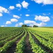 soybean field and blue sky