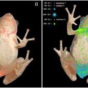 Heatmap showing frog infected with trematodes