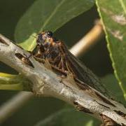 Putnam Cicadas