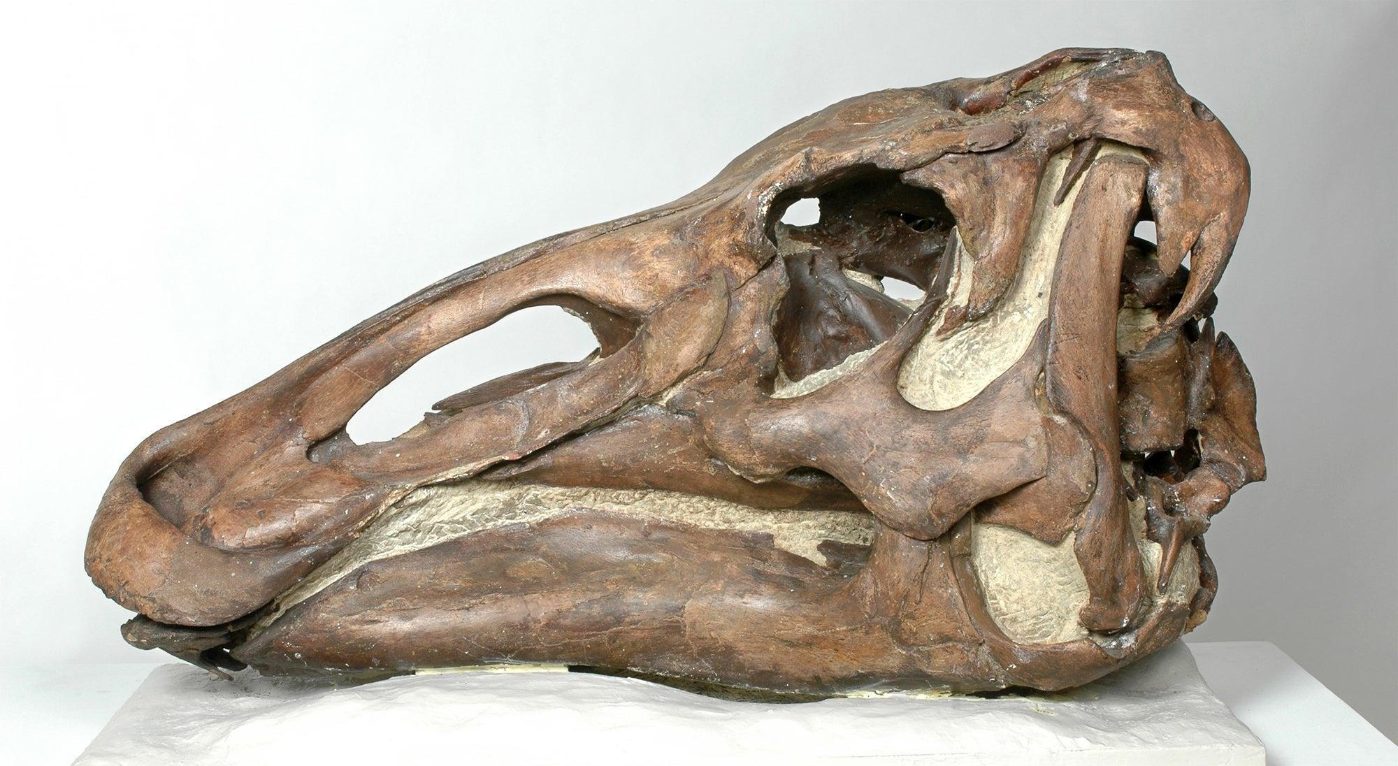 Hadrosaur fossil