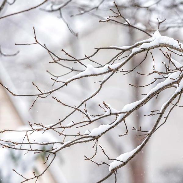 twigs on tree branch