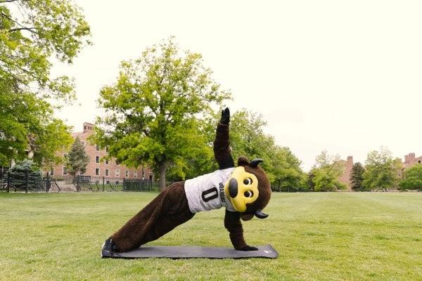 Chip the CU mascot doing a yoga pose