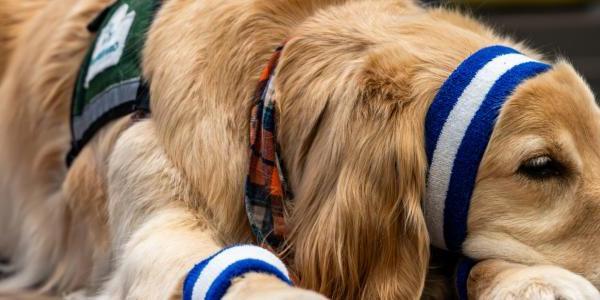 A therapy dog on the floor