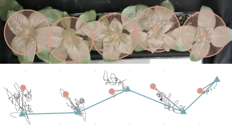 Graphic showing photo of five sunflower plants growing in a row above. Below, a blue line traces how those plants have formed a zig-zag pattern. Squiggly black lines show how those plants moved over time.