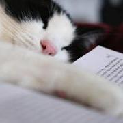 Cat laying across a book.