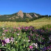 wildflowers near the Flatirons