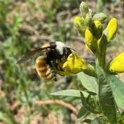 A white-shouldered bumblebee visits the flowers of a goldenbanner.