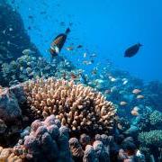 Fish swimming in a coral reef