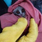 Galago moholi bundled up in a cloth