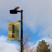 Hawk sits atop a light post with gold 'Be driven' flag